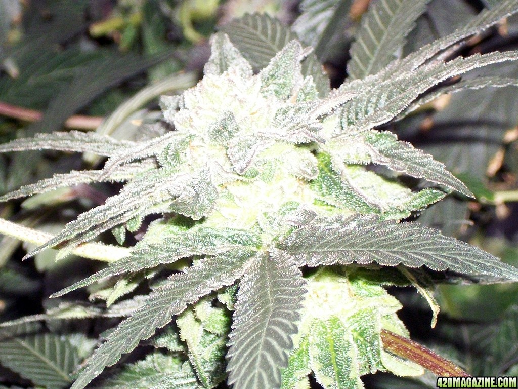 KingJohnC_s_Green_Sun_LED_Lights_Znet4_Aeroponic_Indoor_Grow_Journal_and_Review_2014-12-25_-_090.JPG