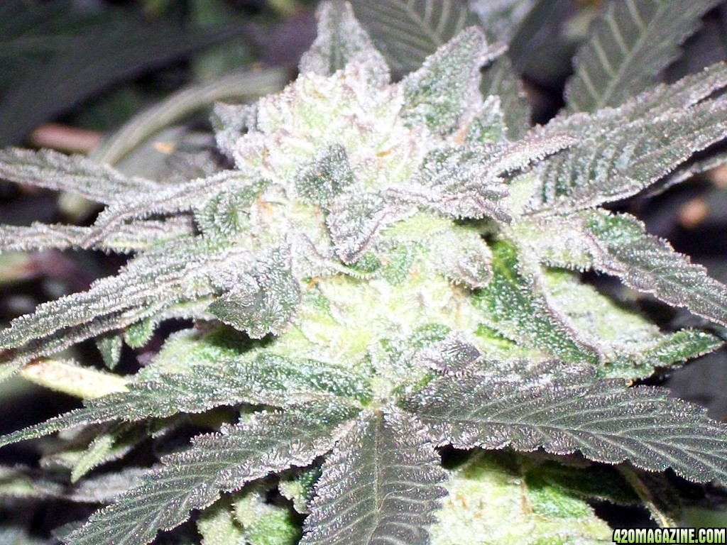 KingJohnC_s_Green_Sun_LED_Lights_Znet4_Aeroponic_Indoor_Grow_Journal_and_Review_2014-12-25_-_091.JPG