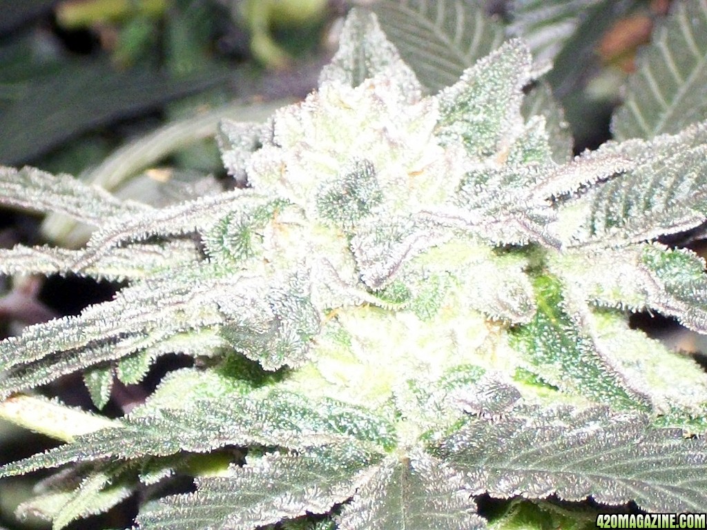 KingJohnC_s_Green_Sun_LED_Lights_Znet4_Aeroponic_Indoor_Grow_Journal_and_Review_2014-12-25_-_092.JPG