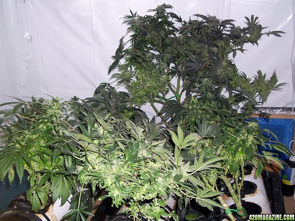 KingJohnC_s_Green_Sun_LED_Lights_Znet4_Aeroponic_Indoor_Grow_Journal_and_Review_2015-01-06_-_003.JPG