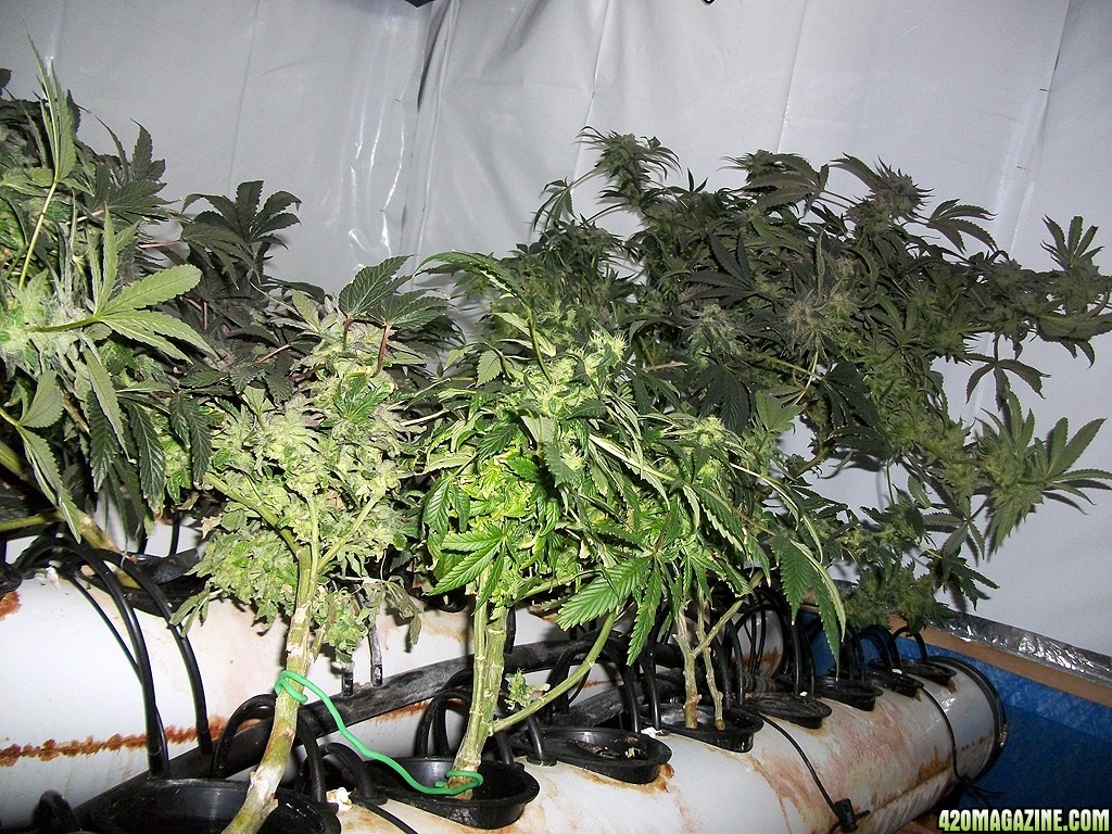 KingJohnC_s_Green_Sun_LED_Lights_Znet4_Aeroponic_Indoor_Grow_Journal_and_Review_2015-01-06_-_004.JPG