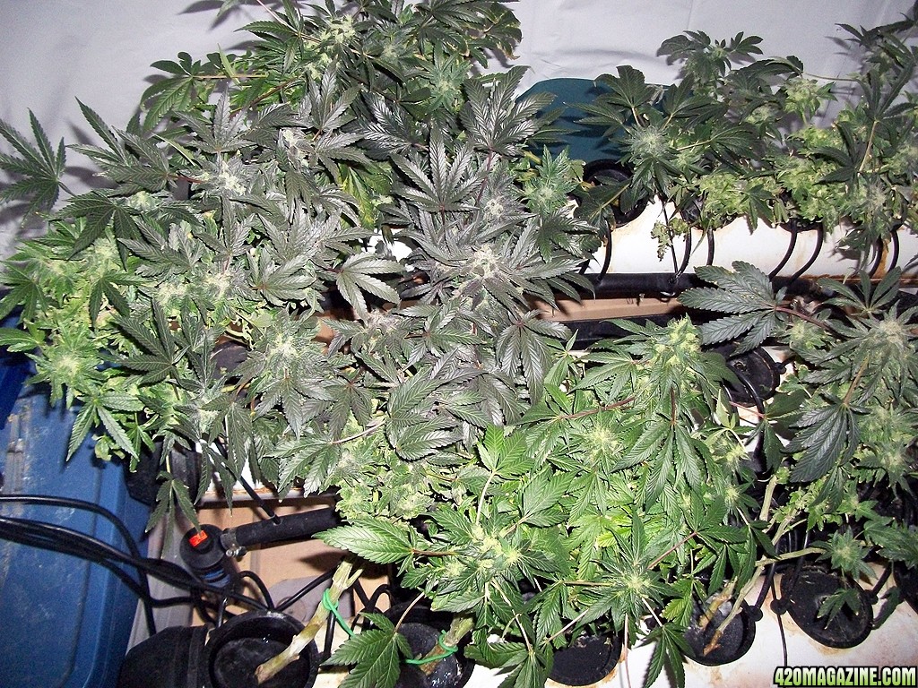 KingJohnC_s_Green_Sun_LED_Lights_Znet4_Aeroponic_Indoor_Grow_Journal_and_Review_2015-01-06_-_005.JPG