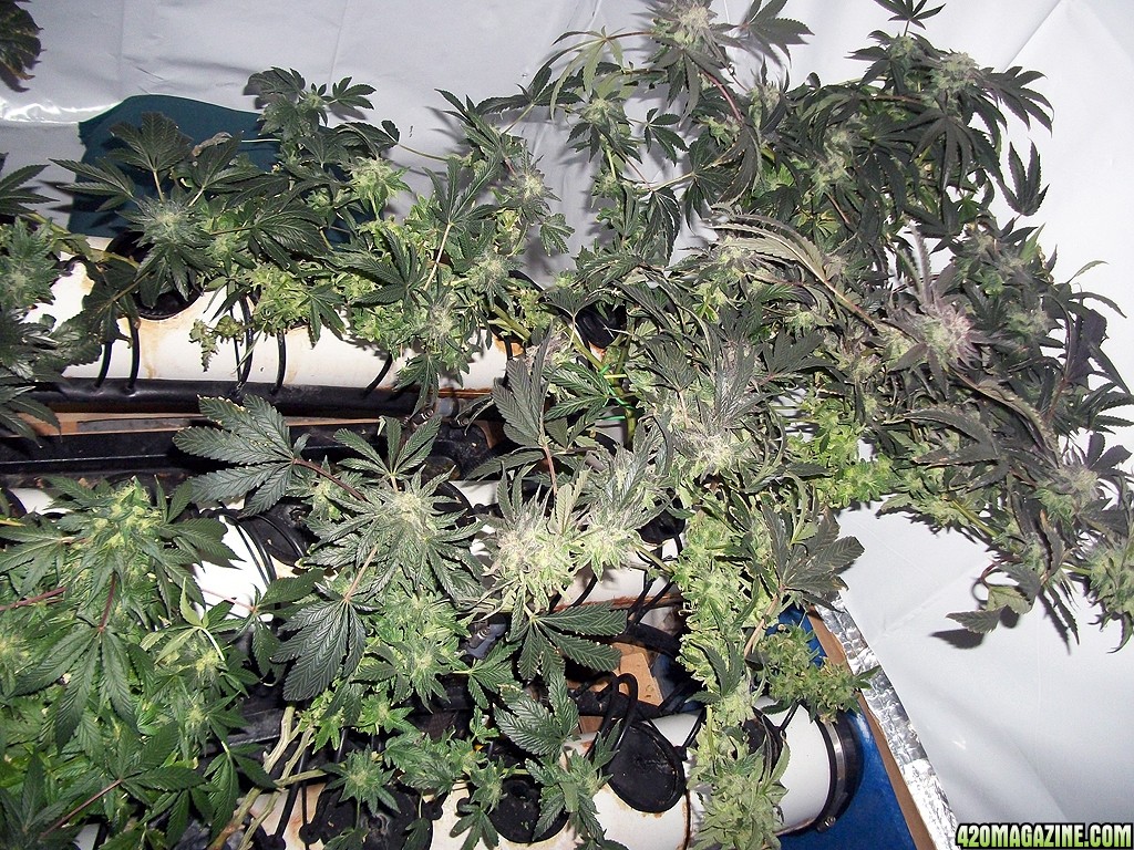 KingJohnC_s_Green_Sun_LED_Lights_Znet4_Aeroponic_Indoor_Grow_Journal_and_Review_2015-01-06_-_006.JPG