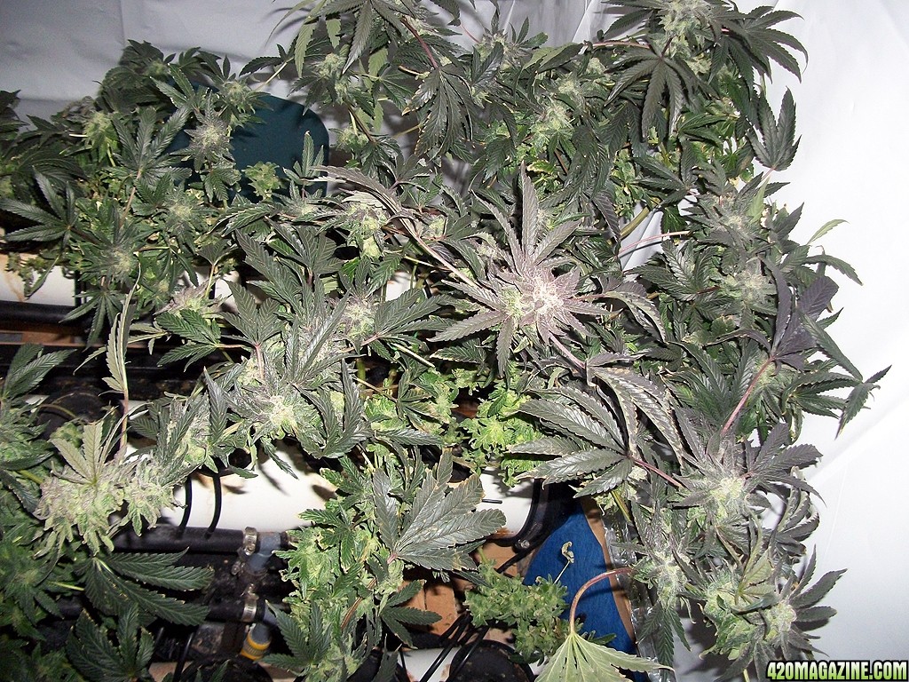 KingJohnC_s_Green_Sun_LED_Lights_Znet4_Aeroponic_Indoor_Grow_Journal_and_Review_2015-01-06_-_007.JPG
