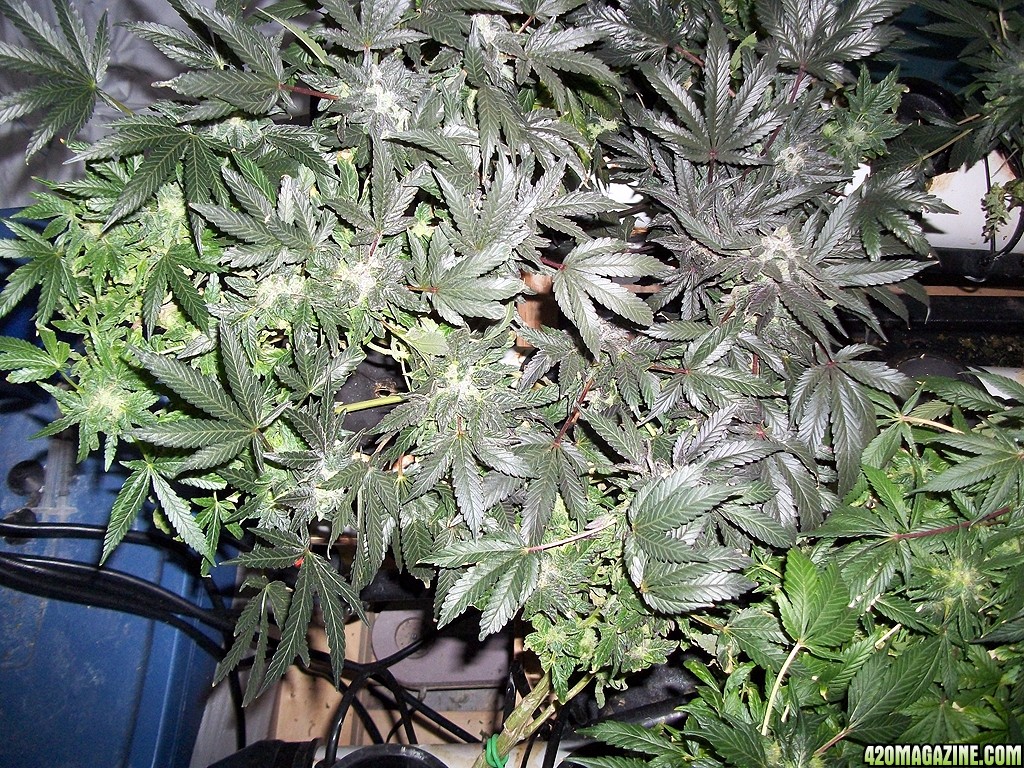 KingJohnC_s_Green_Sun_LED_Lights_Znet4_Aeroponic_Indoor_Grow_Journal_and_Review_2015-01-06_-_008.JPG