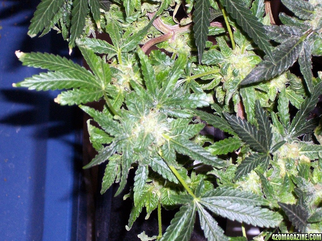 KingJohnC_s_Green_Sun_LED_Lights_Znet4_Aeroponic_Indoor_Grow_Journal_and_Review_2015-01-06_-_009.JPG