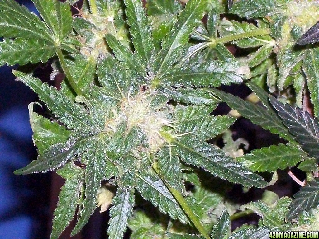 KingJohnC_s_Green_Sun_LED_Lights_Znet4_Aeroponic_Indoor_Grow_Journal_and_Review_2015-01-06_-_010.JPG