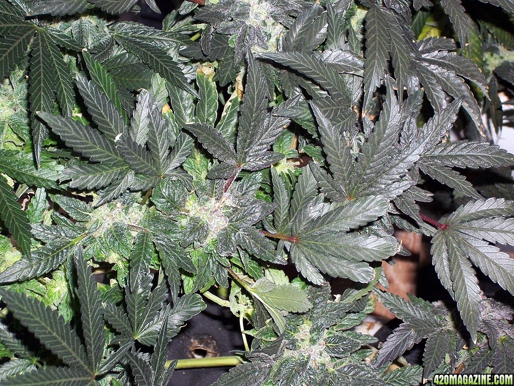 KingJohnC_s_Green_Sun_LED_Lights_Znet4_Aeroponic_Indoor_Grow_Journal_and_Review_2015-01-06_-_012.JPG