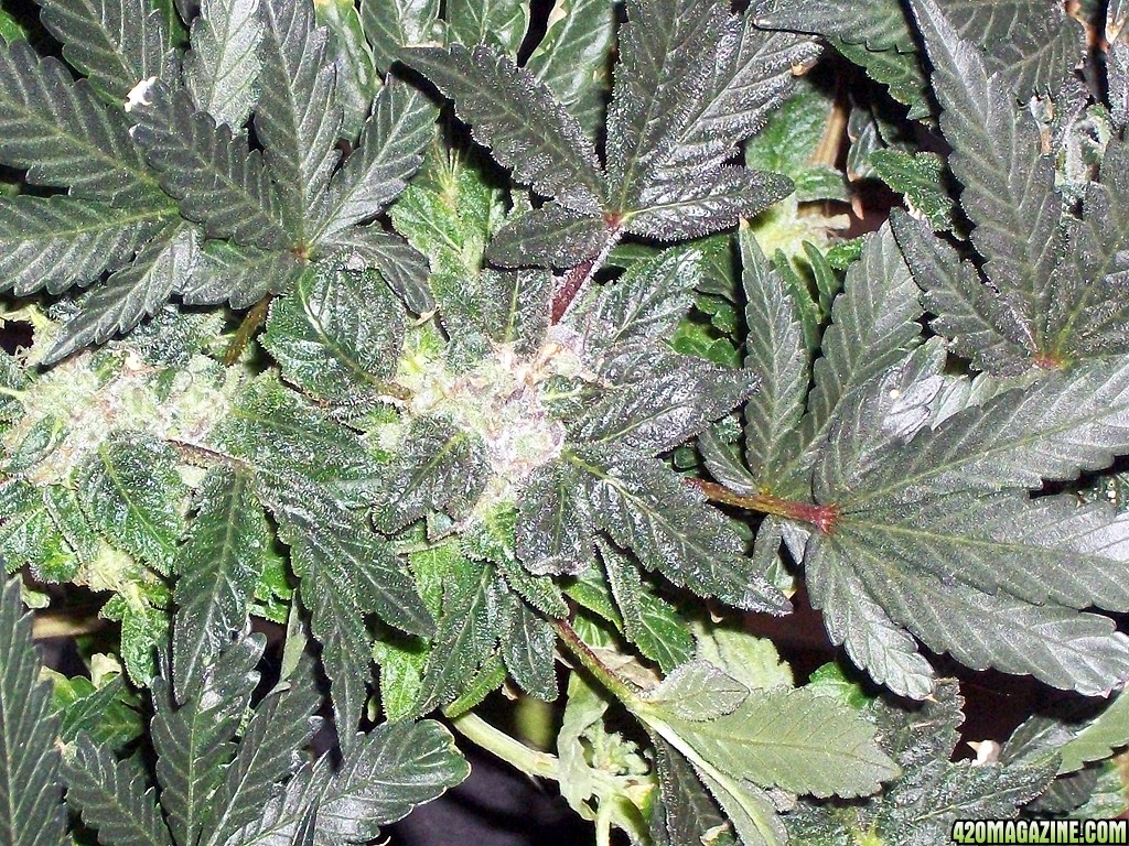KingJohnC_s_Green_Sun_LED_Lights_Znet4_Aeroponic_Indoor_Grow_Journal_and_Review_2015-01-06_-_013.JPG