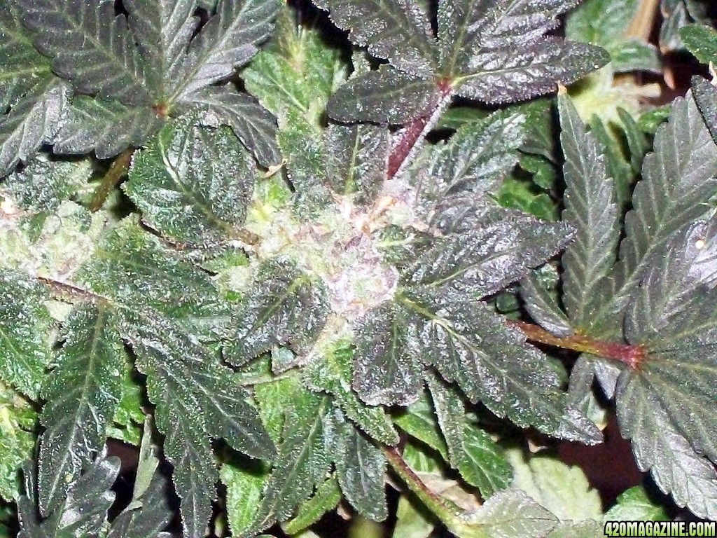 KingJohnC_s_Green_Sun_LED_Lights_Znet4_Aeroponic_Indoor_Grow_Journal_and_Review_2015-01-06_-_014.JPG