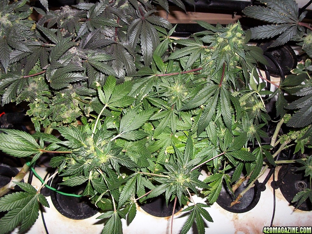 KingJohnC_s_Green_Sun_LED_Lights_Znet4_Aeroponic_Indoor_Grow_Journal_and_Review_2015-01-06_-_016.JPG