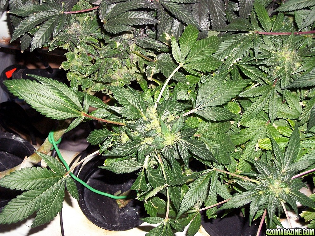 KingJohnC_s_Green_Sun_LED_Lights_Znet4_Aeroponic_Indoor_Grow_Journal_and_Review_2015-01-06_-_017.JPG
