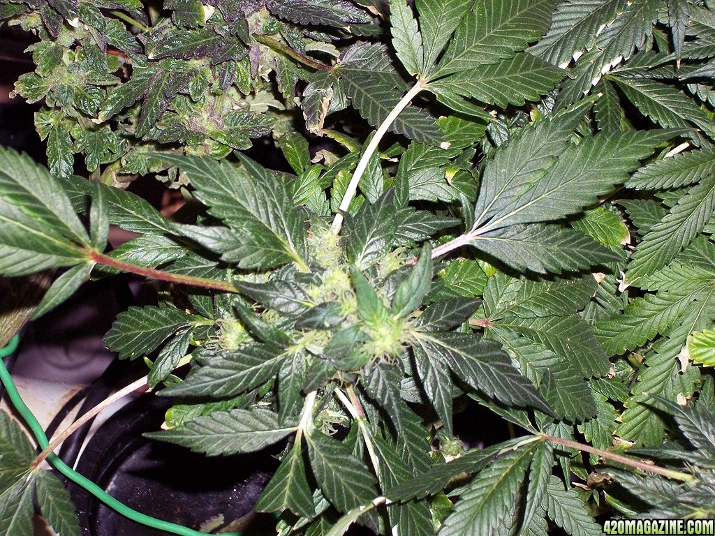 KingJohnC_s_Green_Sun_LED_Lights_Znet4_Aeroponic_Indoor_Grow_Journal_and_Review_2015-01-06_-_018.JPG