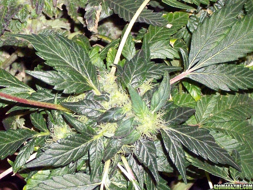 KingJohnC_s_Green_Sun_LED_Lights_Znet4_Aeroponic_Indoor_Grow_Journal_and_Review_2015-01-06_-_019.JPG