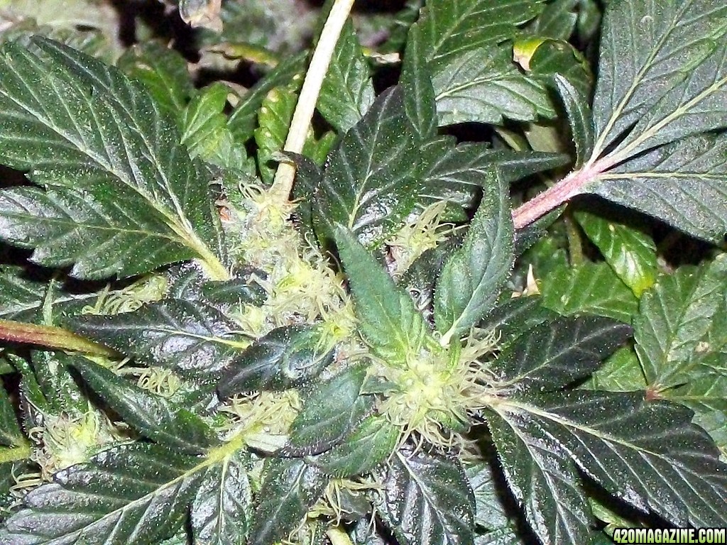 KingJohnC_s_Green_Sun_LED_Lights_Znet4_Aeroponic_Indoor_Grow_Journal_and_Review_2015-01-06_-_020.JPG
