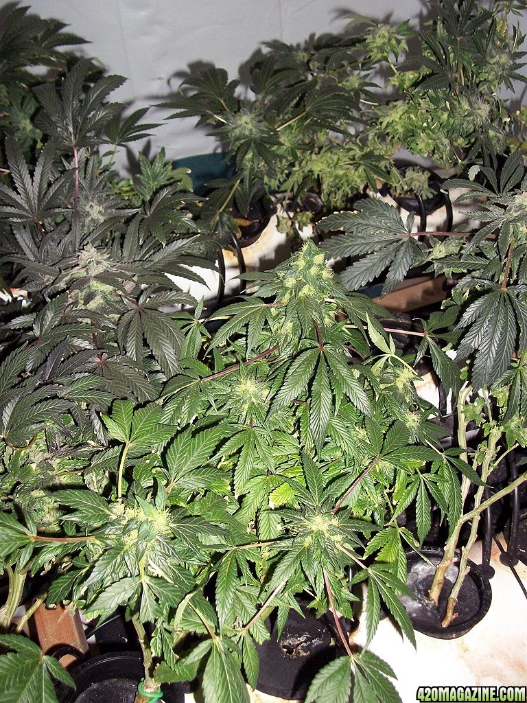 KingJohnC_s_Green_Sun_LED_Lights_Znet4_Aeroponic_Indoor_Grow_Journal_and_Review_2015-01-06_-_023.JPG