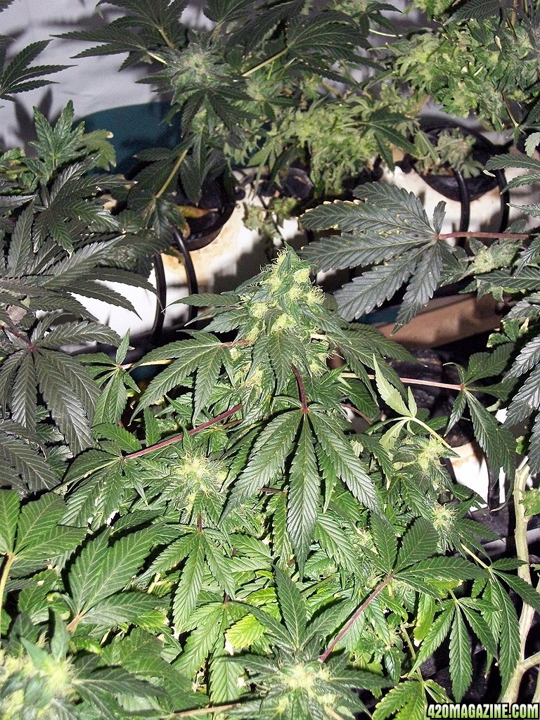 KingJohnC_s_Green_Sun_LED_Lights_Znet4_Aeroponic_Indoor_Grow_Journal_and_Review_2015-01-06_-_024.JPG