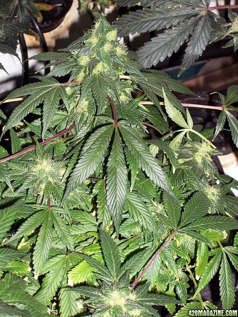 KingJohnC_s_Green_Sun_LED_Lights_Znet4_Aeroponic_Indoor_Grow_Journal_and_Review_2015-01-06_-_025.JPG