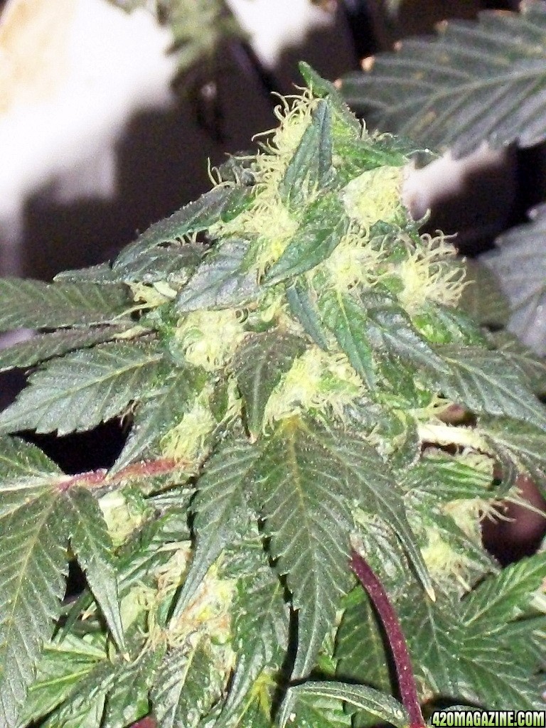 KingJohnC_s_Green_Sun_LED_Lights_Znet4_Aeroponic_Indoor_Grow_Journal_and_Review_2015-01-06_-_027.JPG