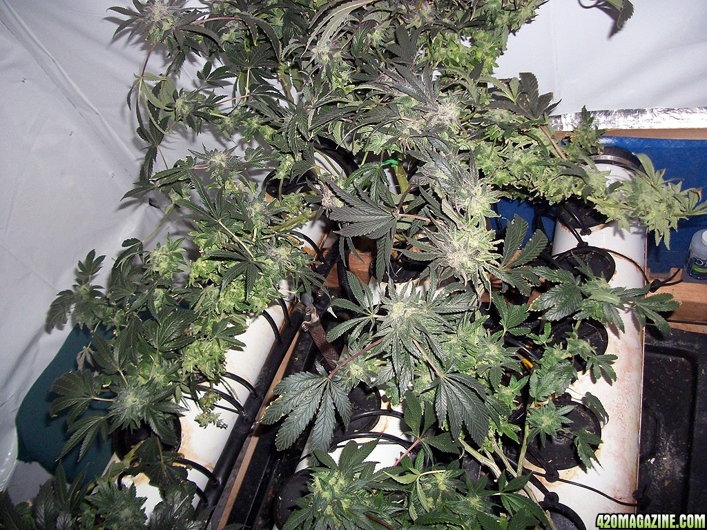 KingJohnC_s_Green_Sun_LED_Lights_Znet4_Aeroponic_Indoor_Grow_Journal_and_Review_2015-01-06_-_029.JPG