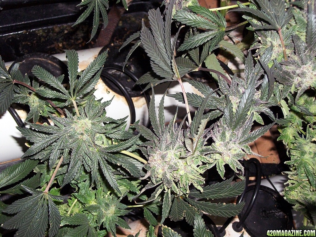 KingJohnC_s_Green_Sun_LED_Lights_Znet4_Aeroponic_Indoor_Grow_Journal_and_Review_2015-01-06_-_030.JPG