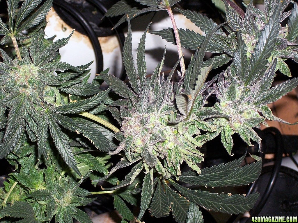 KingJohnC_s_Green_Sun_LED_Lights_Znet4_Aeroponic_Indoor_Grow_Journal_and_Review_2015-01-06_-_031.JPG