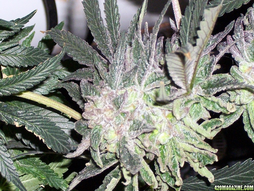 KingJohnC_s_Green_Sun_LED_Lights_Znet4_Aeroponic_Indoor_Grow_Journal_and_Review_2015-01-06_-_032.JPG