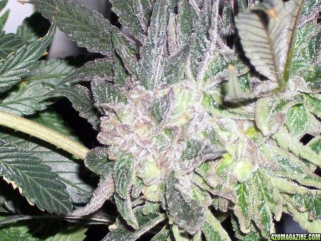 KingJohnC_s_Green_Sun_LED_Lights_Znet4_Aeroponic_Indoor_Grow_Journal_and_Review_2015-01-06_-_033.JPG