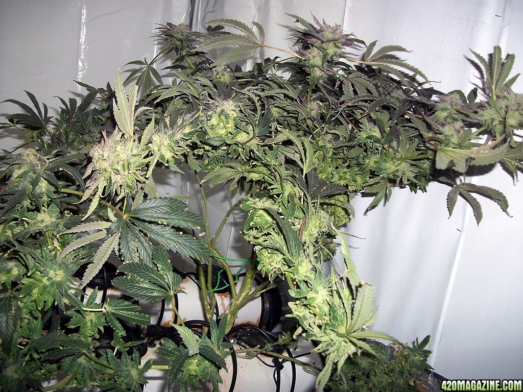 KingJohnC_s_Green_Sun_LED_Lights_Znet4_Aeroponic_Indoor_Grow_Journal_and_Review_2015-01-06_-_034.JPG