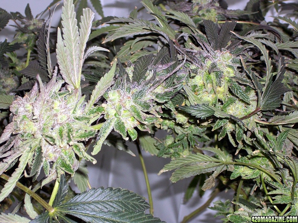 KingJohnC_s_Green_Sun_LED_Lights_Znet4_Aeroponic_Indoor_Grow_Journal_and_Review_2015-01-06_-_035.JPG