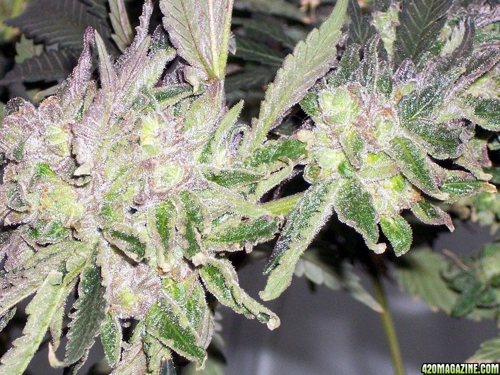 KingJohnC_s_Green_Sun_LED_Lights_Znet4_Aeroponic_Indoor_Grow_Journal_and_Review_2015-01-06_-_036.JPG