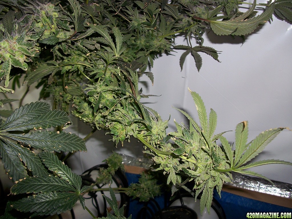 KingJohnC_s_Green_Sun_LED_Lights_Znet4_Aeroponic_Indoor_Grow_Journal_and_Review_2015-01-06_-_039.JPG