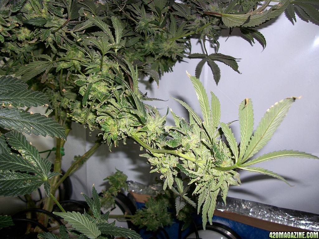 KingJohnC_s_Green_Sun_LED_Lights_Znet4_Aeroponic_Indoor_Grow_Journal_and_Review_2015-01-06_-_040.JPG