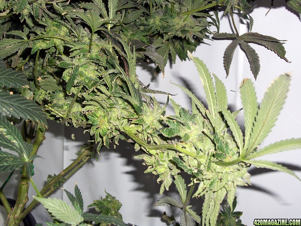 KingJohnC_s_Green_Sun_LED_Lights_Znet4_Aeroponic_Indoor_Grow_Journal_and_Review_2015-01-06_-_041.JPG