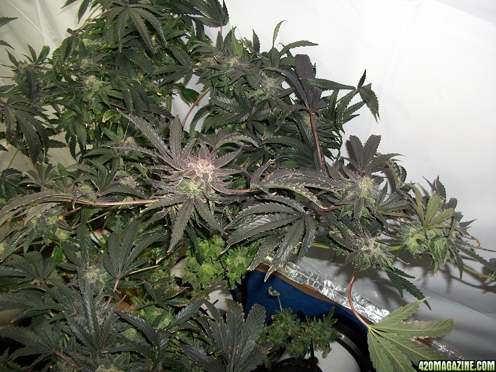 KingJohnC_s_Green_Sun_LED_Lights_Znet4_Aeroponic_Indoor_Grow_Journal_and_Review_2015-01-06_-_047.JPG
