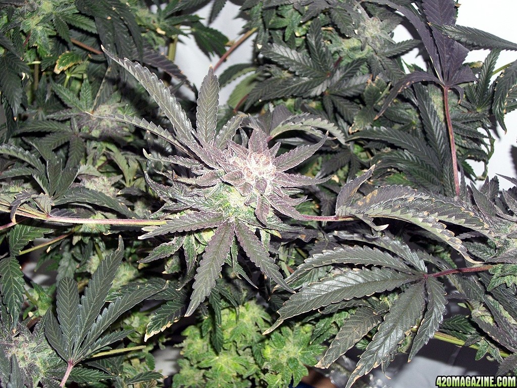 KingJohnC_s_Green_Sun_LED_Lights_Znet4_Aeroponic_Indoor_Grow_Journal_and_Review_2015-01-06_-_048.JPG