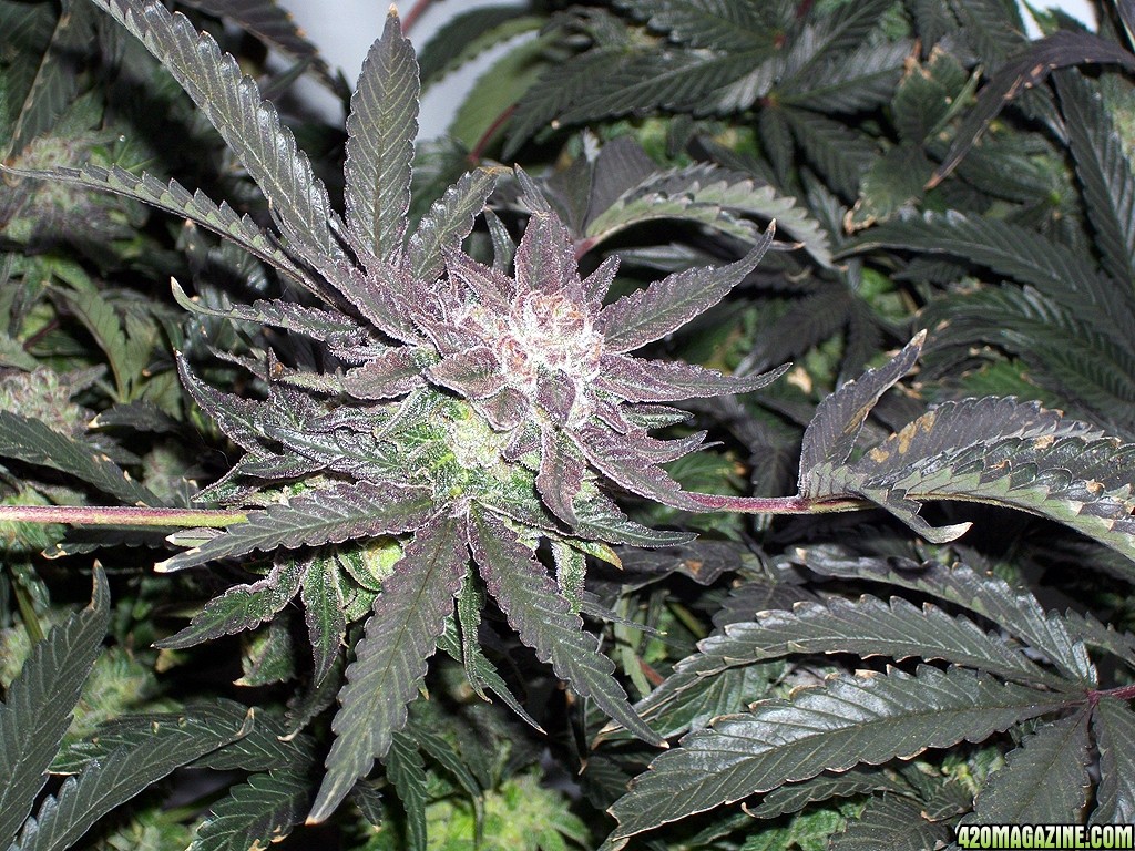 KingJohnC_s_Green_Sun_LED_Lights_Znet4_Aeroponic_Indoor_Grow_Journal_and_Review_2015-01-06_-_049.JPG