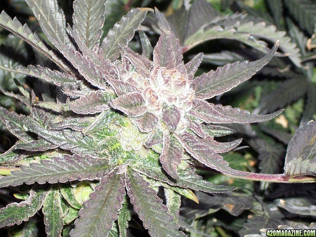 KingJohnC_s_Green_Sun_LED_Lights_Znet4_Aeroponic_Indoor_Grow_Journal_and_Review_2015-01-06_-_050.JPG