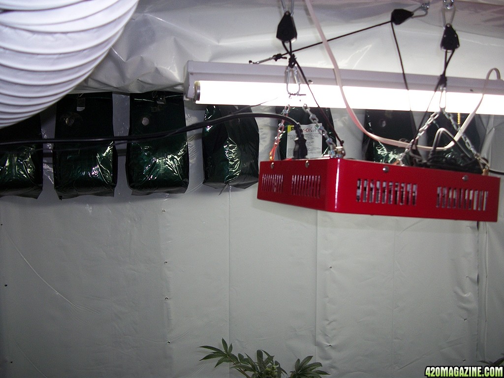 KingJohnC_s_Green_Sun_LED_Lights_Znet4_Aeroponic_Indoor_Grow_Journal_and_Review_2015-01-06_-_053.JPG