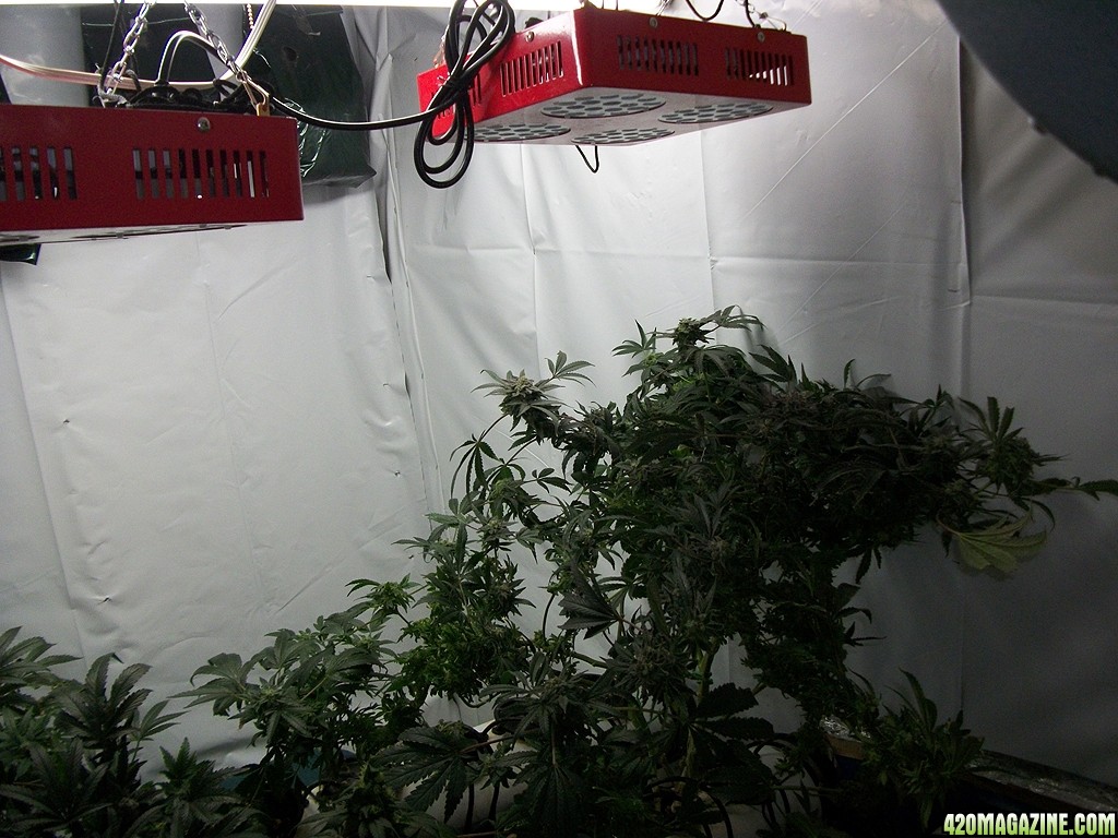 KingJohnC_s_Green_Sun_LED_Lights_Znet4_Aeroponic_Indoor_Grow_Journal_and_Review_2015-01-06_-_054.JPG