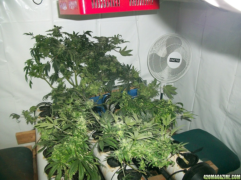 KingJohnC_s_Green_Sun_LED_Lights_Znet4_Aeroponic_Indoor_Grow_Journal_and_Review_2015-01-06_-_055.JPG