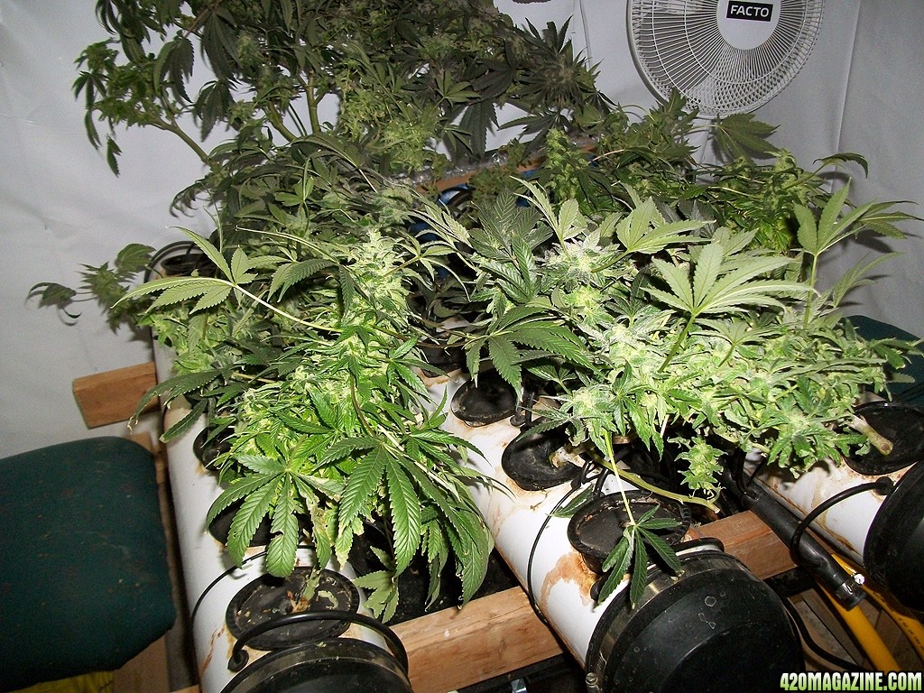 KingJohnC_s_Green_Sun_LED_Lights_Znet4_Aeroponic_Indoor_Grow_Journal_and_Review_2015-01-06_-_056.JPG
