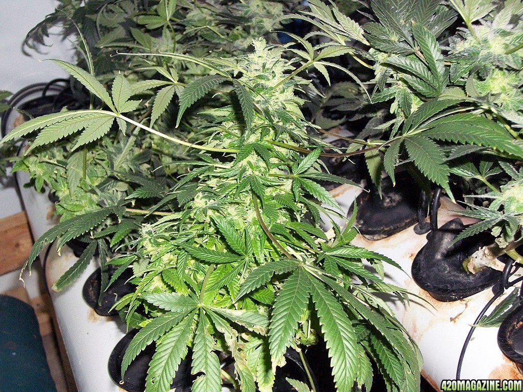 KingJohnC_s_Green_Sun_LED_Lights_Znet4_Aeroponic_Indoor_Grow_Journal_and_Review_2015-01-06_-_057.JPG