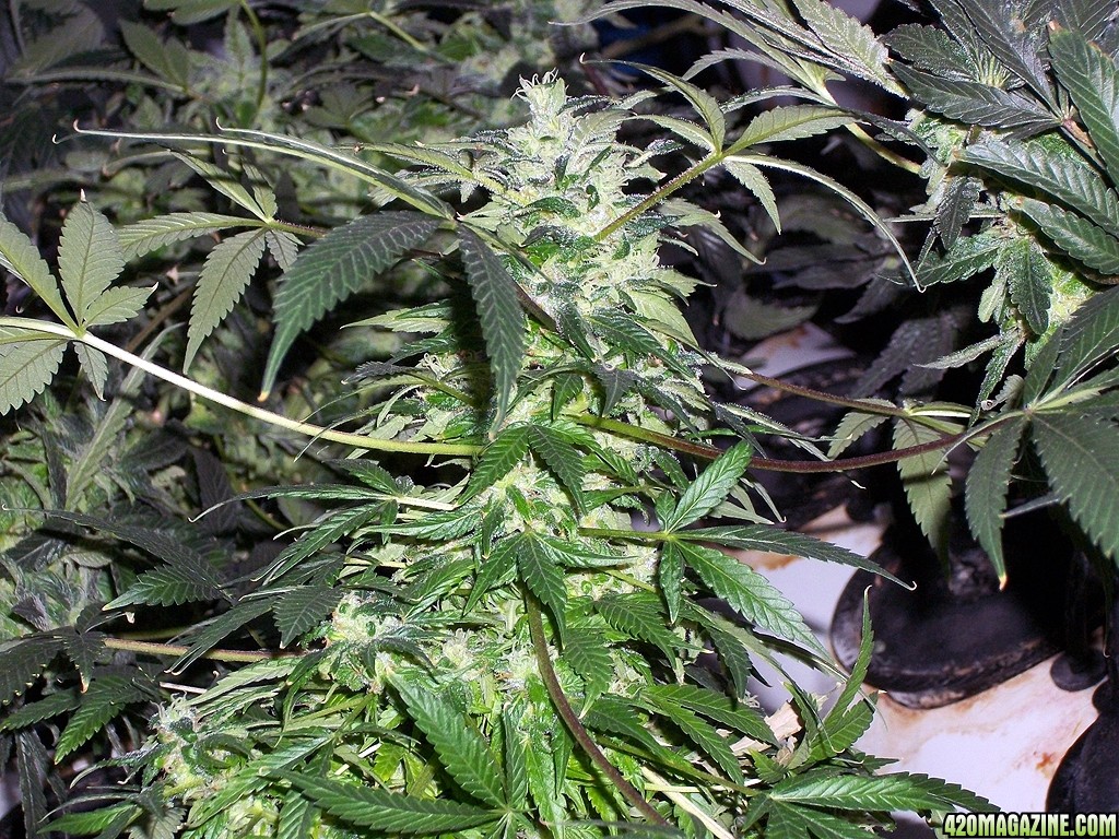 KingJohnC_s_Green_Sun_LED_Lights_Znet4_Aeroponic_Indoor_Grow_Journal_and_Review_2015-01-06_-_058.JPG