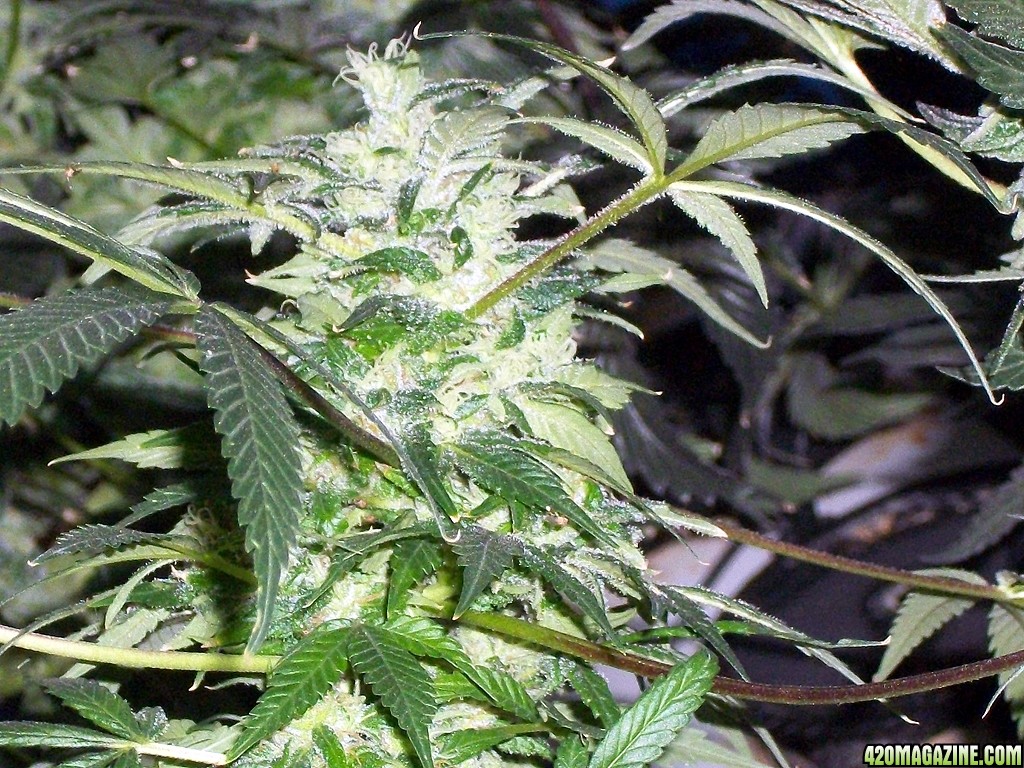 KingJohnC_s_Green_Sun_LED_Lights_Znet4_Aeroponic_Indoor_Grow_Journal_and_Review_2015-01-06_-_059.JPG