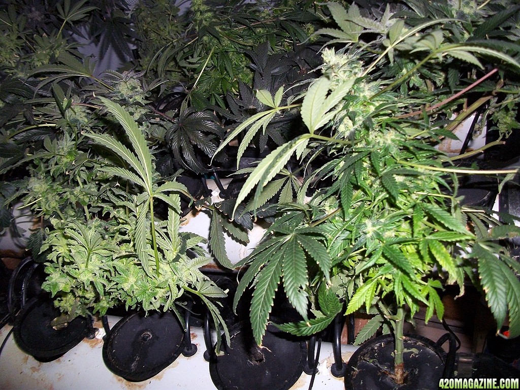 KingJohnC_s_Green_Sun_LED_Lights_Znet4_Aeroponic_Indoor_Grow_Journal_and_Review_2015-01-06_-_064.JPG
