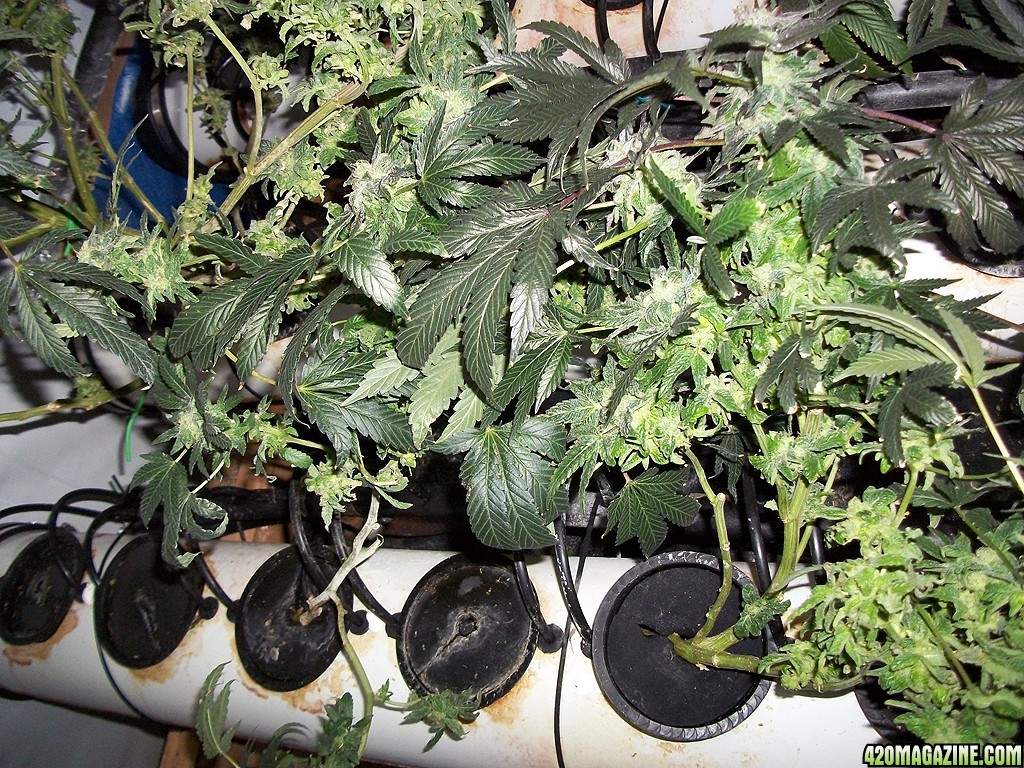 KingJohnC_s_Green_Sun_LED_Lights_Znet4_Aeroponic_Indoor_Grow_Journal_and_Review_2015-01-06_-_065.JPG