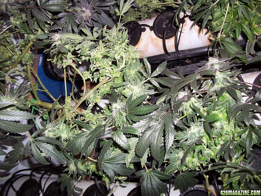 KingJohnC_s_Green_Sun_LED_Lights_Znet4_Aeroponic_Indoor_Grow_Journal_and_Review_2015-01-06_-_066.JPG