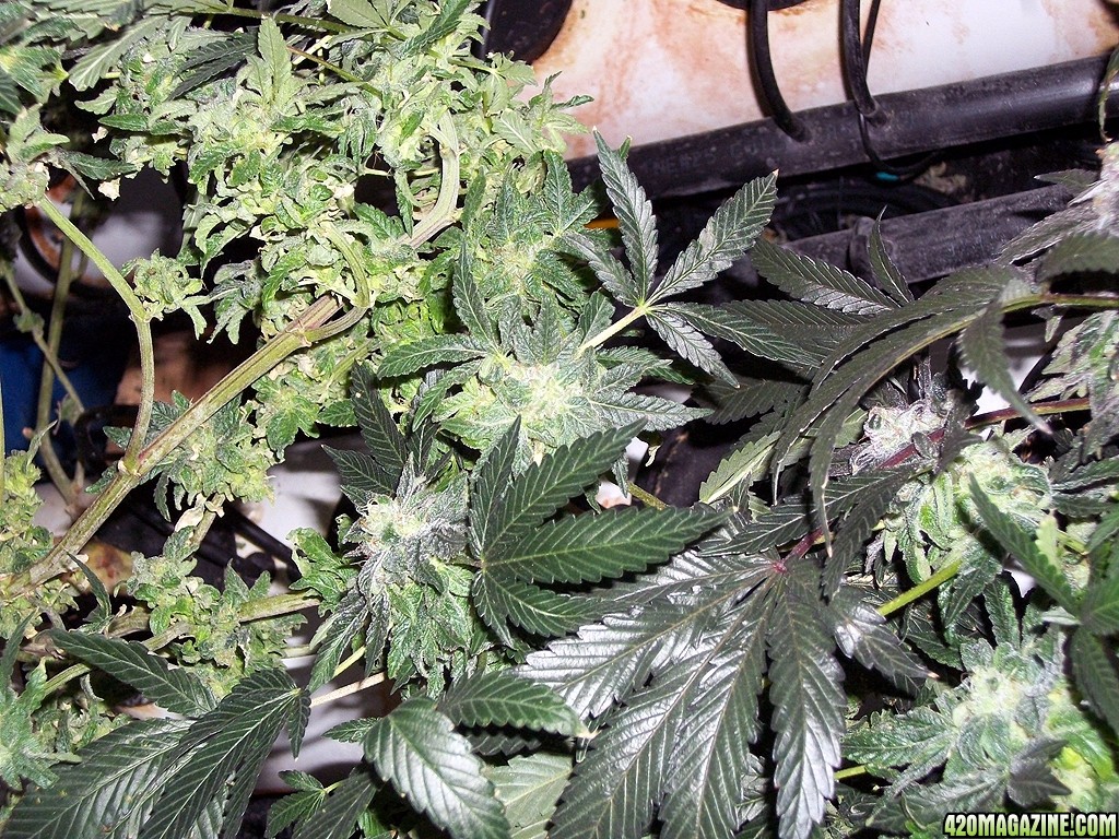 KingJohnC_s_Green_Sun_LED_Lights_Znet4_Aeroponic_Indoor_Grow_Journal_and_Review_2015-01-06_-_067.JPG