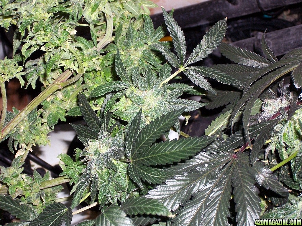 KingJohnC_s_Green_Sun_LED_Lights_Znet4_Aeroponic_Indoor_Grow_Journal_and_Review_2015-01-06_-_068.JPG